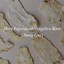 Angelica Root (Dang Gui) • A Hero Ingredient in Traditional Chinese Medicine